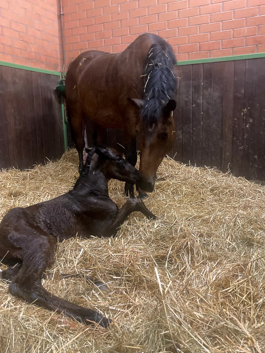 A mare with her newborn foal