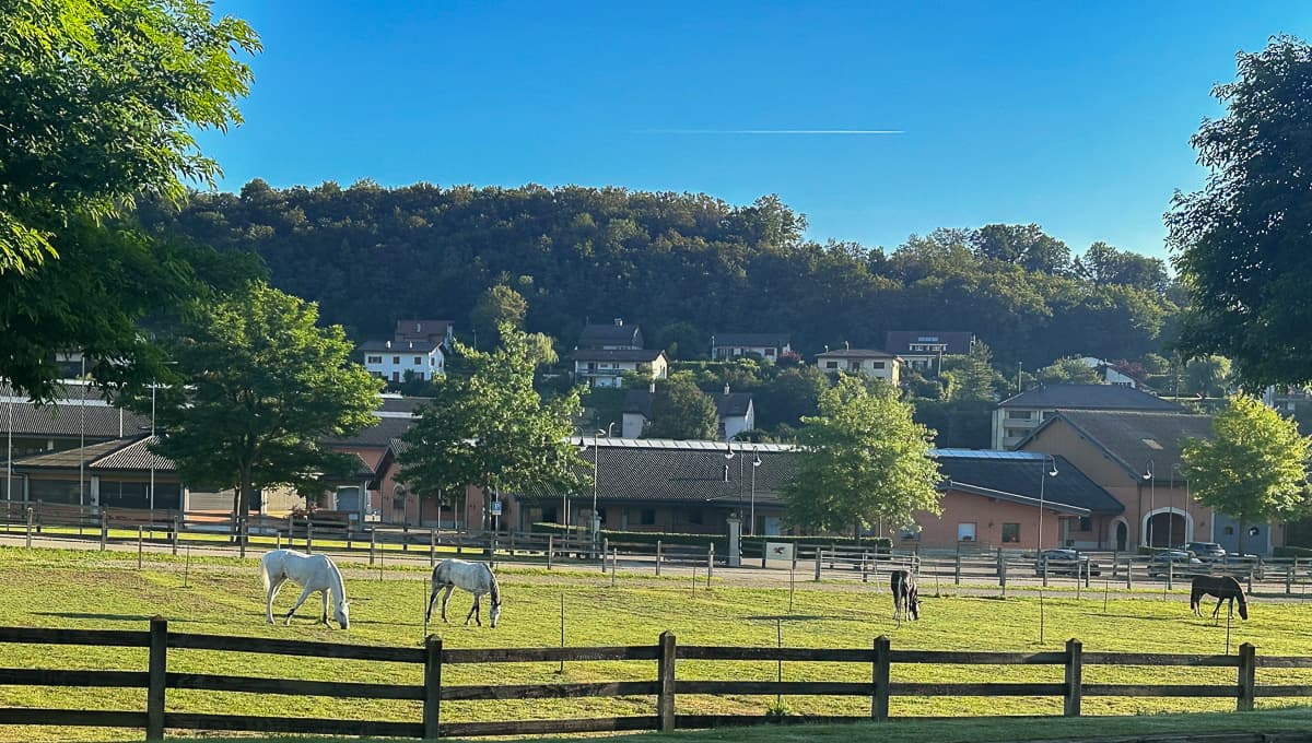Horses grazing in the morning pastures