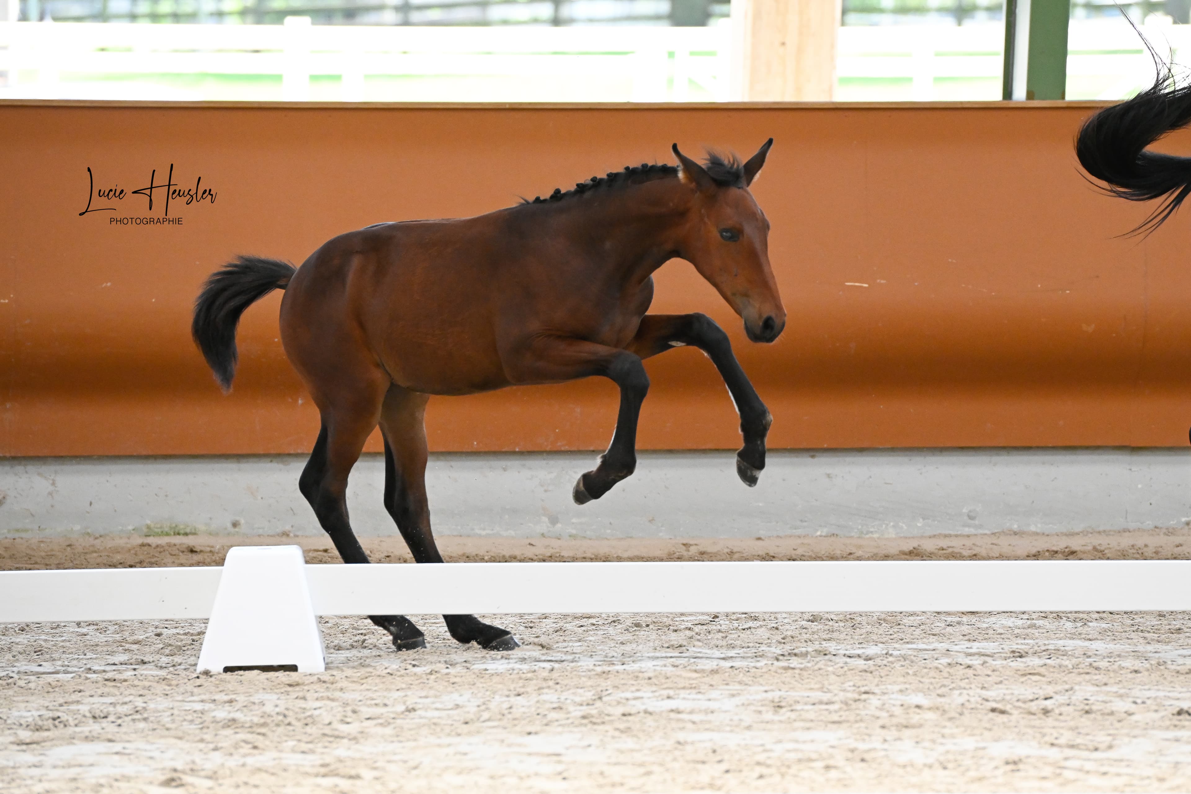 A mare with her newborn foal in the stable